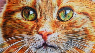 CRAZY PHOTO-REALISTIC DRAWING OF CAT! Colored Pencil Art of Filet-O-Fish The Cat - Hyper-realism