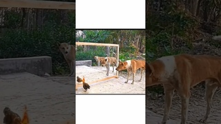 Doge mirror 🪞 reaction 😮 #funny #dogprank #animals #dogtraining #pranks