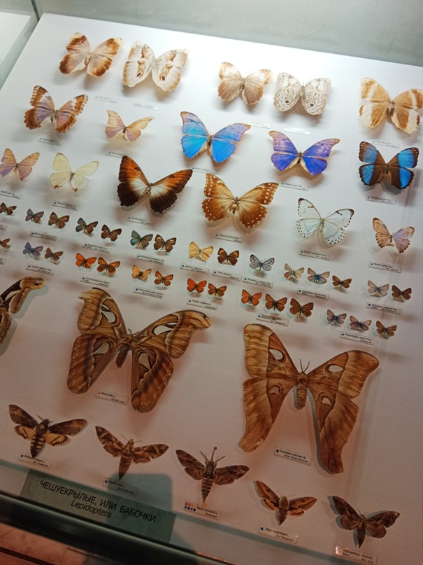 Елена Коваль | Обнинск