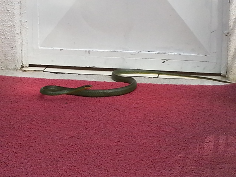 Pavel Jilinski | Rio de Janeiro