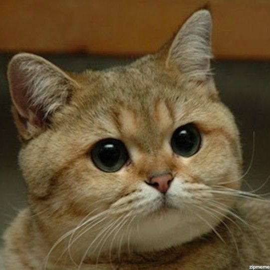 Снежана Савченко Викторовна | Полтава