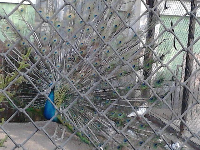 Светлана Исакова Олеговна | Славковичи