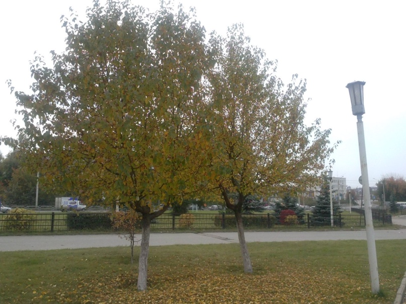 Николай Василевский | Миасс