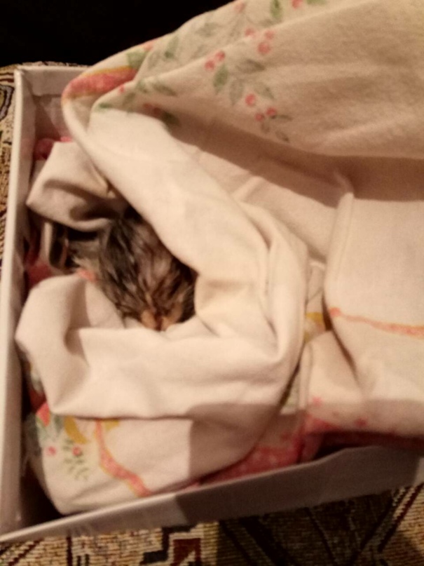 Олеся Пищулина | Калининград