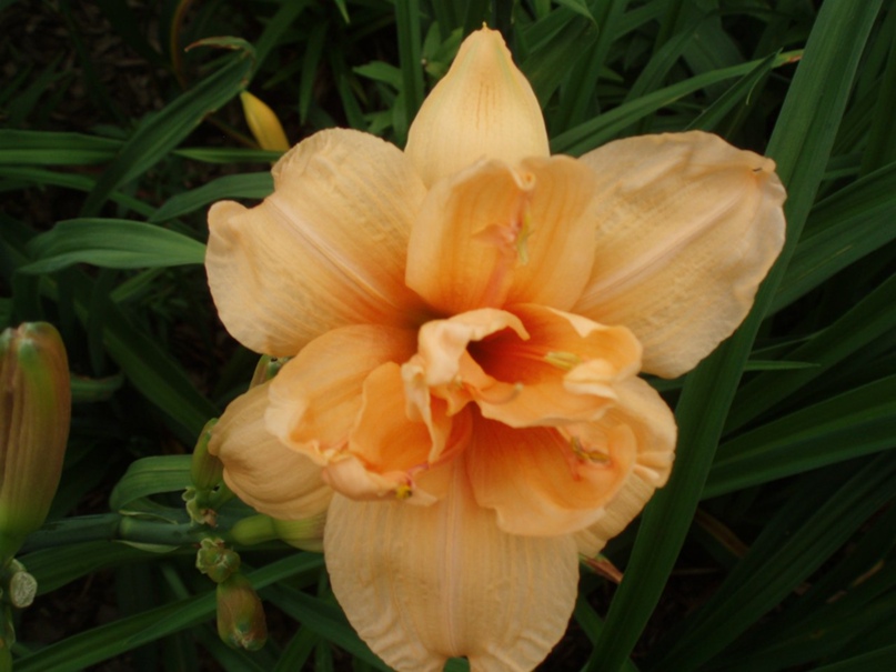 Ирина Полетаева | Тольятти