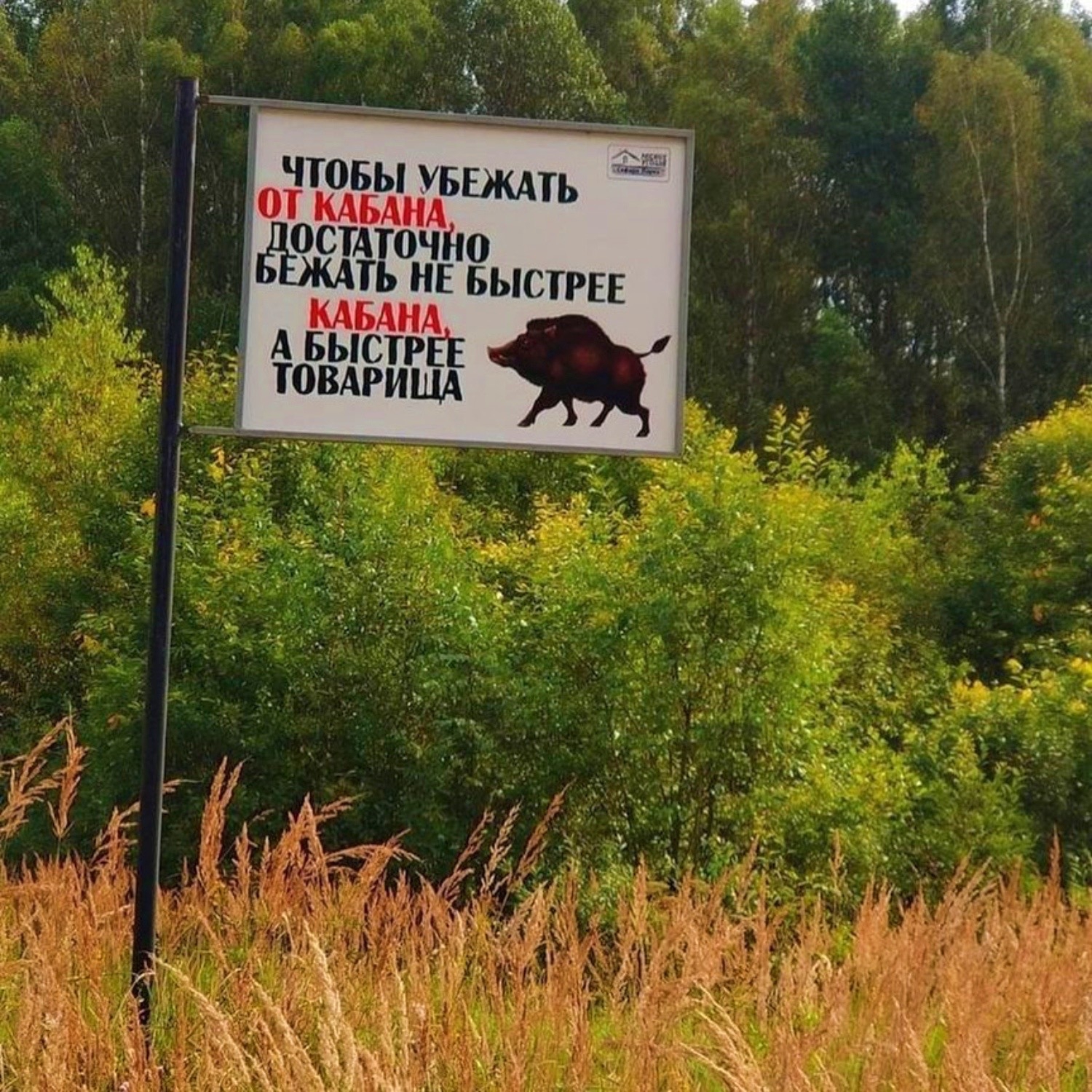 Чтобы убежать от кабана достаточно бежать быстрее товарища