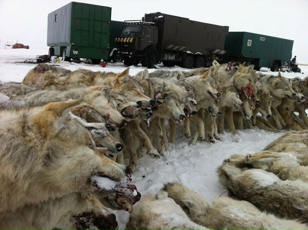 Картинки степной волк: найдено 89 изображений