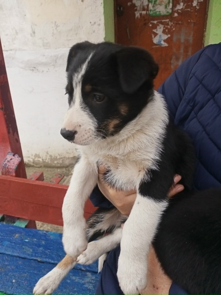 В самые добрые заботливые руки очаровательные малыши