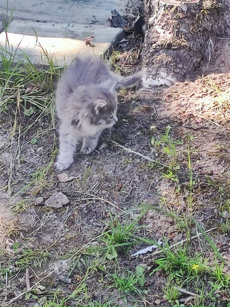 Два маленьких счастья в дом! Бесплатно! Мальчик и...