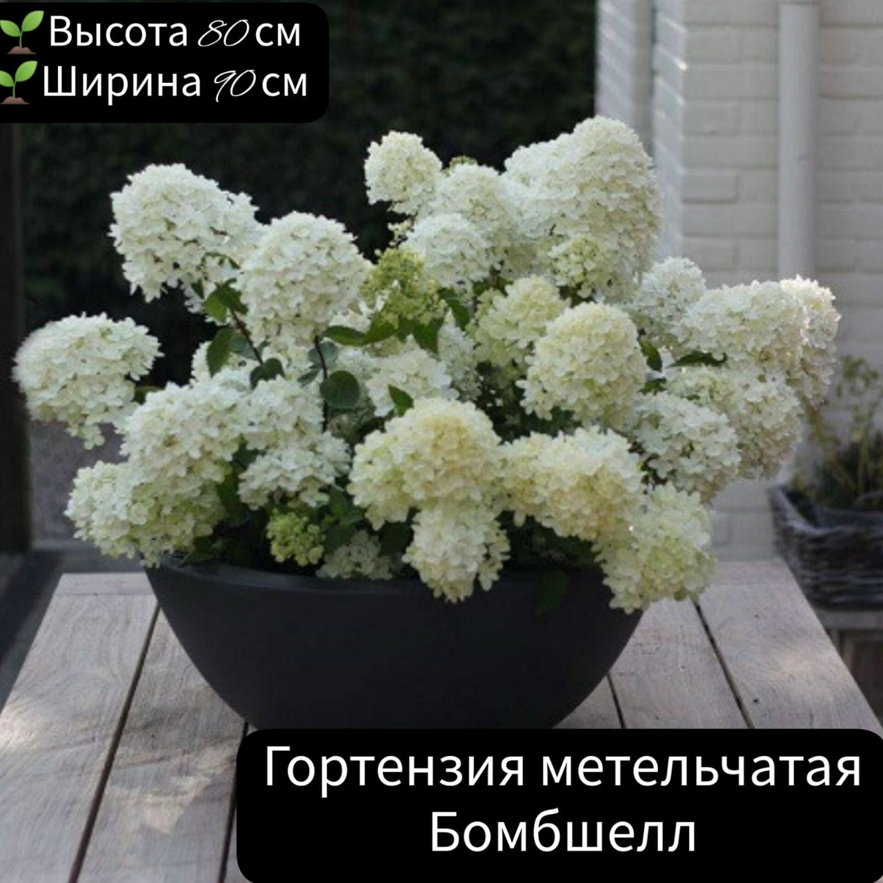 Гортензия бомбшелл