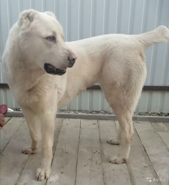 Продам сао, щенки алабай - купить сао, щенки алабай - АР Крым - PetsUA