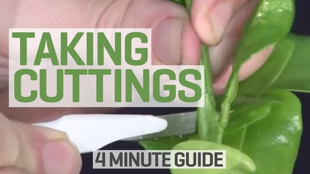 How To Take Cuttings 4 Minute Guide to Clones and
