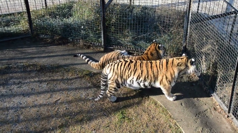 Тигры тоже любят играть Тайган Tigers love to play too
