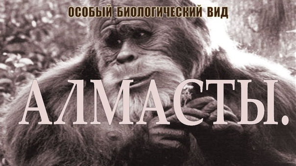 АЛМАСТЫ ГОРНЫЙ