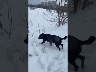Как научить собаку команде рядом