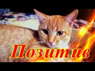 Мир Позитива Забавные животные Создай себе хорошее настроение
