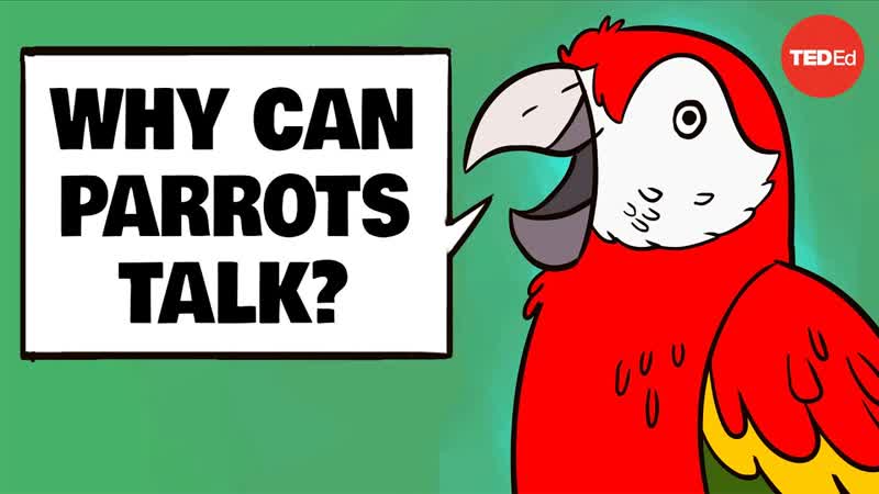 Why can parrots talk Grace Smith Vidaurre and Tim