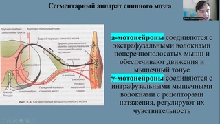 Нарушения движений (парезы и параличи). Неврология.