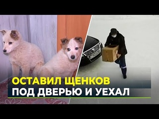 Мужчина подбросил щенков в ветклинику в Салехарде, но попал на запись камеры наблюдения