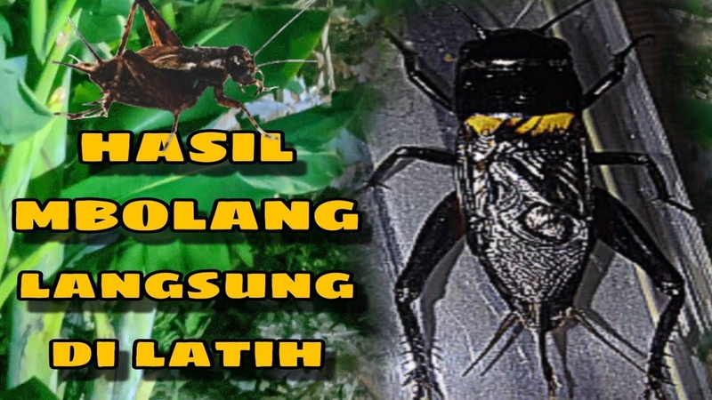 hasil mbolang langsung di