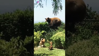 Pets funny💞 #youtubeshorts #petsfunny #foryou #funny #pets     😂🐕🐈‍⬛
