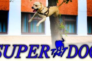 TreT -  American Staffordshire Terrier