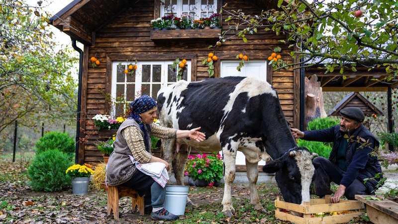 Cheesemaking Making Cheese From Fresh Cows