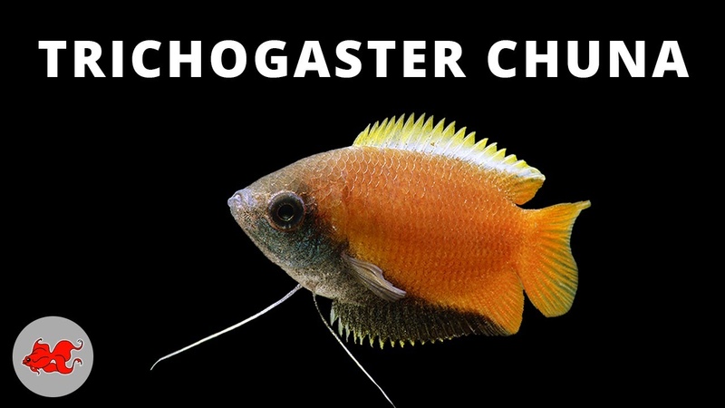 Trichogaster chuna Gourami