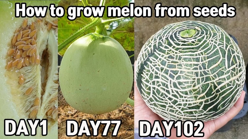 긴장마로 뿌리가 병들고 태풍에 떨어진 멜론ㅜㅜㅣ How to grow melon from seeds