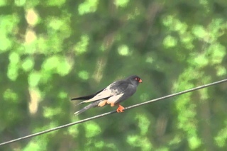 Amur Falcon / Амурский кобчик / Falco amurensis