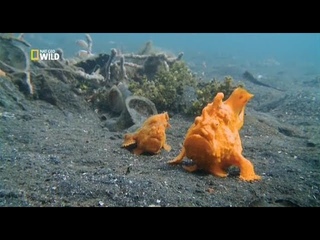 Самое странное место в океане Невидимые хищники и другие существа