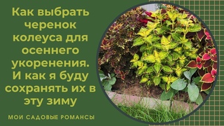 Как черенковать вегетативные колеусыКак я их сохраняю в зиму#вегеативныеколеусы#черенкованиеколеусов