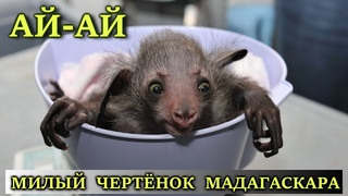 Руконожка Ай-ай: необычное животное Мадагаскара