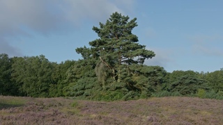 Brunssummerheide in UHD/4K