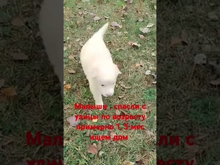 Щенки , ищем дом #спасение