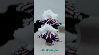 АБ Изольда ,Сеянец 2023г