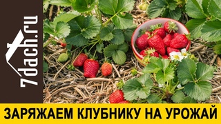 Май - заряжай клубнику на урожай - 7 дач