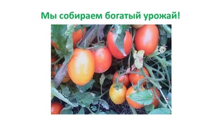 Выращивайте полезные экологически чистые овощи и фрукты на вашей даче!