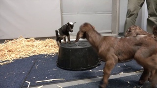 Goat Kids Get the Zoomies