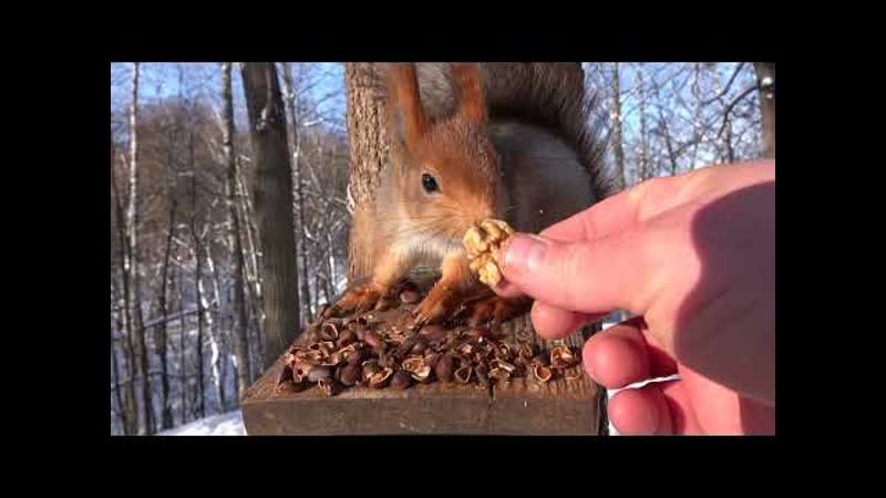 Совсем не худенькая белка. И пищуха в конце, Not a skinny squirrel at