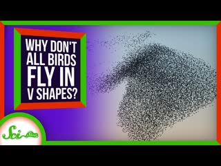 Why Don't All Birds Fly in V Shapes