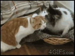 Приколы с кошками Кошки   очарование моё