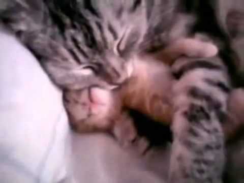 Кошка обнимает котенка. Cat mom hugs baby