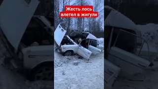 лось влетел в жигу