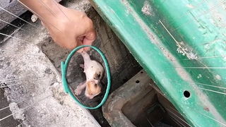 DEEP IN THE SEWER WELL KITTENS AND PANTING DROWNING, HELP ANIMALS