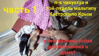 где собаке лучше в питомнике или в доме моё мнение п-к Кастропуло Крым ЧАСТЬ 1